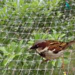 Máy ép lưới nhựa PP chống chim