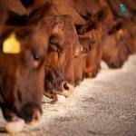 Máy làm thức ăn chăn nuôi