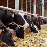 Máy nghiền chế biến thức ăn chăn nuôi