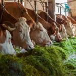 Máy nghiền chế biến thức ăn chăn nuôi