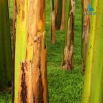 Máy nghiền thân cây chuối