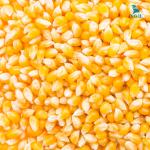 Máy tách hạt ngô